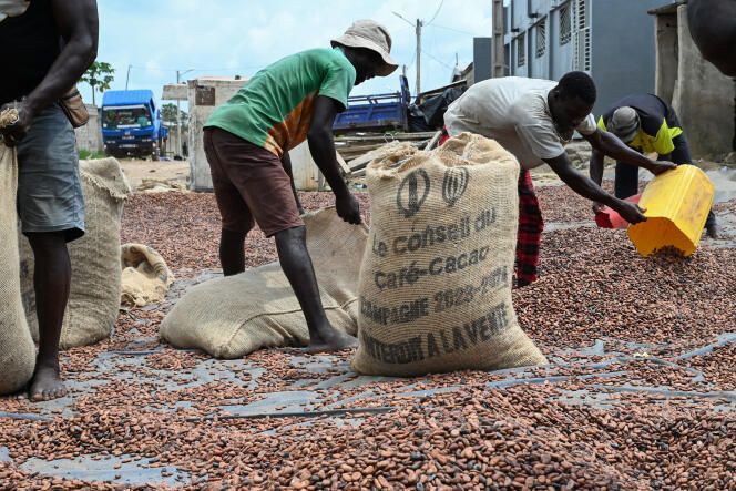 Top 10 cocoa producers in 2024